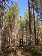 dog on the background of forest nature