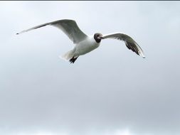 flying seagull over the baltic sea