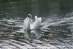 charming white swan