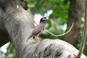 Bird on the limb of the tree