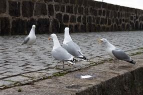 Seagulls in a port