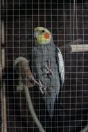 parrot in a big cage