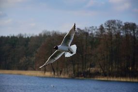 seagull flying over the lake