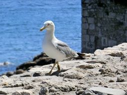 seagull on stones near blue water