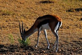 wild animal in the Serengeti national park