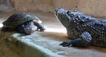 turtle and crocodile on the stone