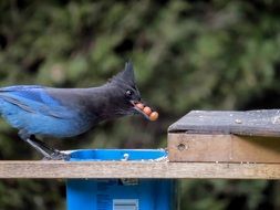 picture of the Stellar Jay bird is eating
