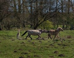 running horses on the spring meadow