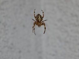 spider hanging on the silk