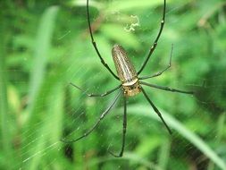 spider with long paws on the web