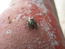 spider crawls on a red pipe