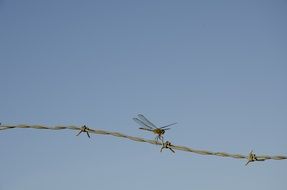 dragonfly on the wire