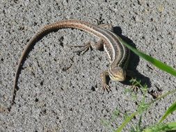 closeup picture of striped Lizard on a stone