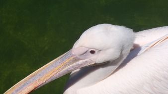 profile portrait of a pelican in the sun