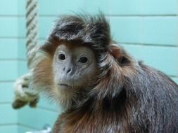 monkey near the blue wooden wall