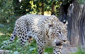 big leopard in nature