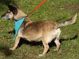 leashed dog at the dog show