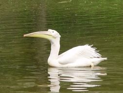 Pelican White Bird