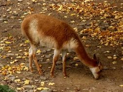 brown deer in nature