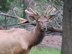 Red deer with beautiful horns