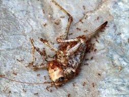 dead grasshopper on stone
