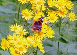 butterfly on the wild yellow blossom