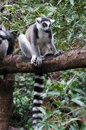 picture of the cute Lemur in the wildlife