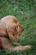 spaniel puppy lying on green grass