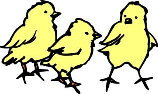 drawn three chicks on a white background