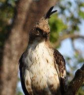 changeable hawk-eagle in wildlife