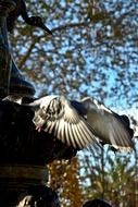 Wings Birds Pigeons