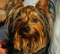 portrait of a domestic yorkshire terrier