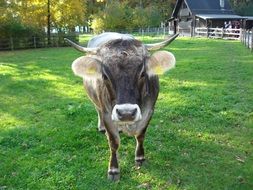 gray calf with sharp horns in the paddock