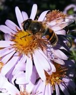 bee pollinates a purple flower