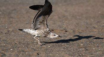 Seagull ready to take off