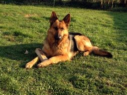 german shepherd lying on the grass