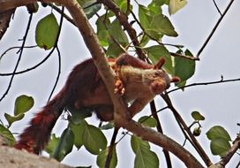 giant squirrel sitting on a branch