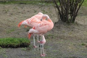 Picture of Pink Flamingo in a wild life
