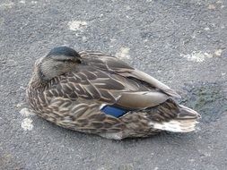 duck hid the beak in feathers