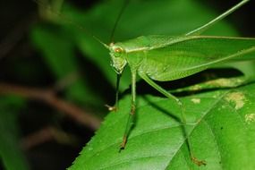 delightful Cricket Grasshopper