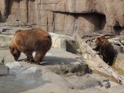 alaskan brown bears in the zoo