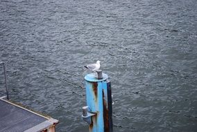 Seagull on Baltic Sea by the water