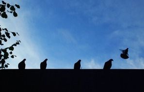 pigeons sit on the roof at dusk
