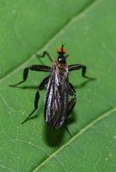 black beetle on green plant
