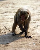 monkey on a leash