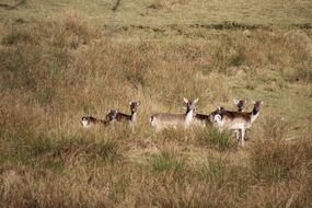 roe deer family in the wild