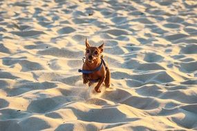 dog runs on white sand