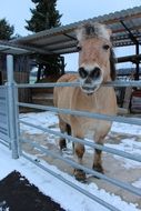Brown horse on a farm in winter