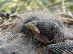 chick in the nest