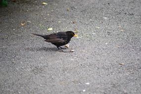blackbird pecks the crumbs of bread on the ground
